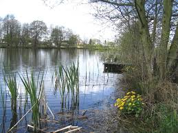 Image result for Bay Malton Angling Club