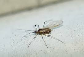 Attēlu rezultāti vaicājumam “Uroleucon cirsii”