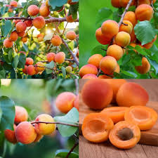 Attēlu rezultāti vaicājumam “Prunus armeniaca fruit”