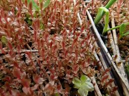 Attēlu rezultāti vaicājumam “Bryum weigelii”