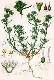 Attēlu rezultāti vaicājumam “Scleranthus annuus flower”