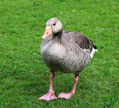 Attēlu rezultāti vaicājumam “Anser brachyrhynchus”