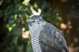 Image result for Goshawks G C