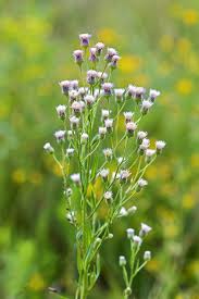 Attēlu rezultāti vaicājumam “Erigeron acris”