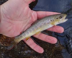 Image result for Salmo trutta trutta