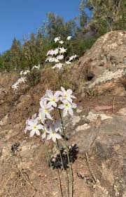 Attēlu rezultāti vaicājumam “Leucogyrophana sororia”