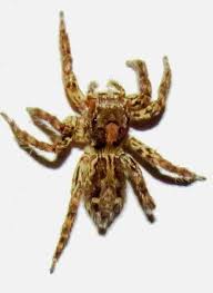 Attēlu rezultāti vaicājumam “Colymbetes paykulli”