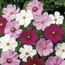 Image result for Mesembryanthemum criniflorum