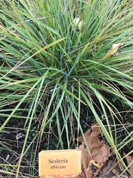 Attēlu rezultāti vaicājumam “Cribraria argillacea sessile”