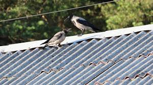 Attēlu rezultāti vaicājumam “Corvus cornix juvenile”