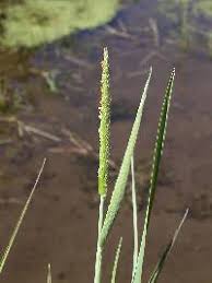 Attēlu rezultāti vaicājumam “Stemonitopsis aequalis (var. aequalis)”