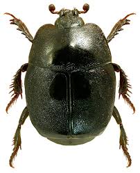 Attēlu rezultāti vaicājumam “Hypocaccus rugiceps”