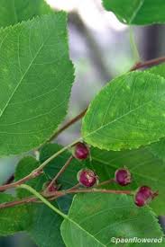 Attēlu rezultāti vaicājumam “Amelanchier spicata fruit”
