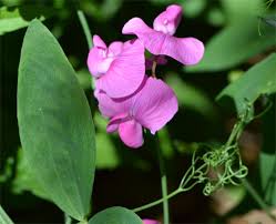 Attēlu rezultāti vaicājumam “Lathyrus palustris flower”