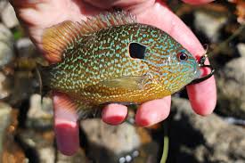 Attēlu rezultāti vaicājumam “Jungermannia sphaerocarpa”