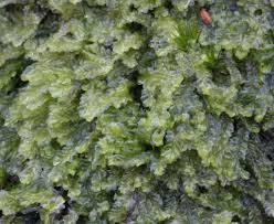 Attēlu rezultāti vaicājumam “Calypogeia”