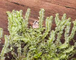 Attēlu rezultāti vaicājumam “Lophocolea bidentata”