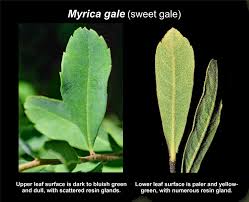 Attēlu rezultāti vaicājumam “Myrica gale leaf”