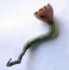 Attēlu rezultāti vaicājumam “Microstoma protracta”