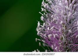 Attēlu rezultāti vaicājumam “Plantago media flower”