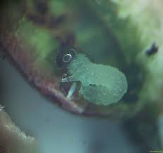 Attēlu rezultāti vaicājumam “Pontania proxima”