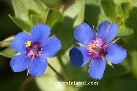 Image result for Anagallis arvensis
