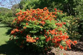 Attēlu rezultāti vaicājumam “Rhododendron calendulaceum flower”