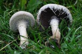 Attēlu rezultāti vaicājumam “Cribraria oregana macro”