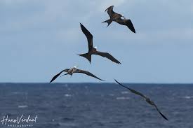 Image result for Fregata aquila