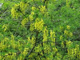 Image result for Laburnum anagyroides