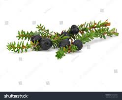 Attēlu rezultāti vaicājumam “Empetrum nigrum fruit”