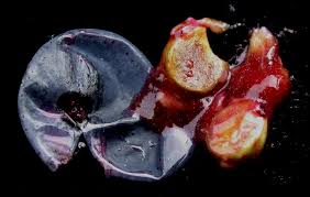 Attēlu rezultāti vaicājumam “Parthenocissus quinquefolia fruit”