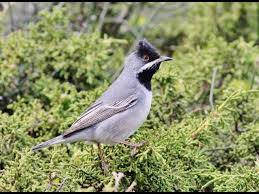 Image result for Sylvia rueppelli