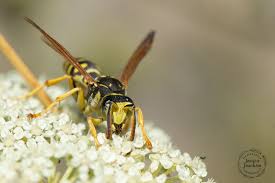 Attēlu rezultāti vaicājumam “Polistes nimpha”