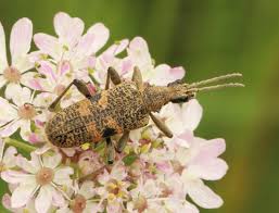 Attēlu rezultāti vaicājumam “Rhagium mordax”