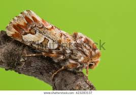 Attēlu rezultāti vaicājumam “Panolis flammea”