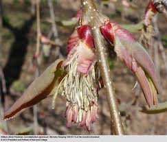 Attēlu rezultāti vaicājumam “Cercidiphyllum japonicum flower”