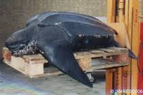 Image result for Dermochelys coriacea