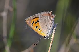Attēlu rezultāti vaicājumam “Lycaena phlaeas underside”