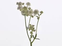 Image result for Astrantia majon `Abbey Road`