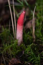 Attēlu rezultāti vaicājumam “Mutinus ravenelii”