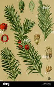 Attēlu rezultāti vaicājumam “Taxus baccata female flower”