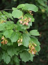 Attēlu rezultāti vaicājumam “Acer tataricum fruit”