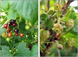 Attēlu rezultāti vaicājumam “Ribes nigrum flower”