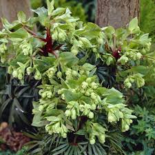 Image result for Nieswurz