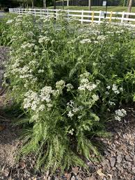 Image result for Achillea millefolium
