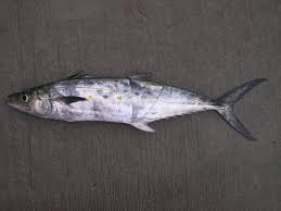 Image result for Scomberomorus maculatus