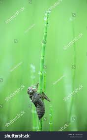 Attēlu rezultāti vaicājumam “Libellula quadrimaculata larva”