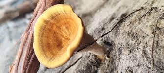 Attēlu rezultāti vaicājumam “Coltricia perennis”