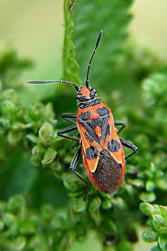 Attēlu rezultāti vaicājumam “Corizus hyoscyami imago”